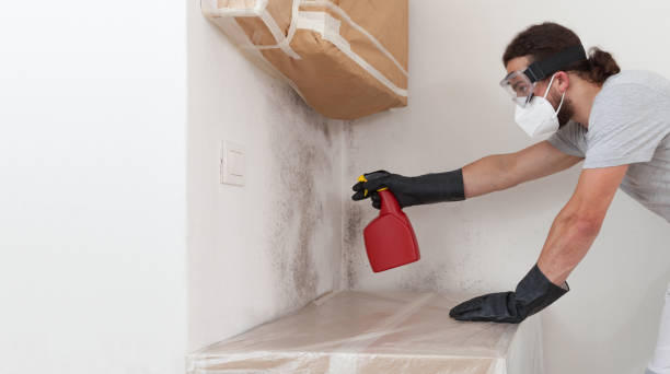 Professional Basement Mold Remediation technician working in Berthoud, CO
