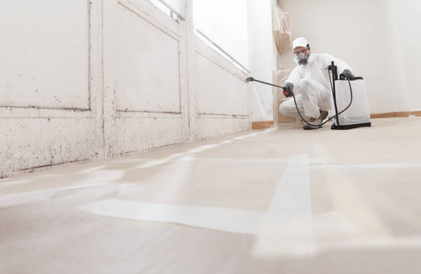 24/7 Emergency Basement Mold Remediation experts in Berthoud, CO