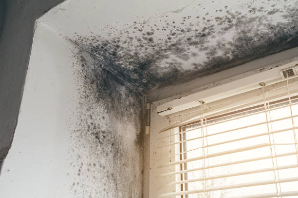 Affordable Basement Mold Remediation solutions in Berthoud, CO