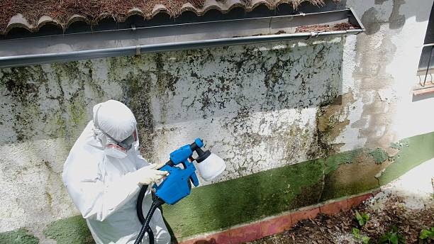 Top rated local Basement Mold Remediation specialists in Berthoud, CO